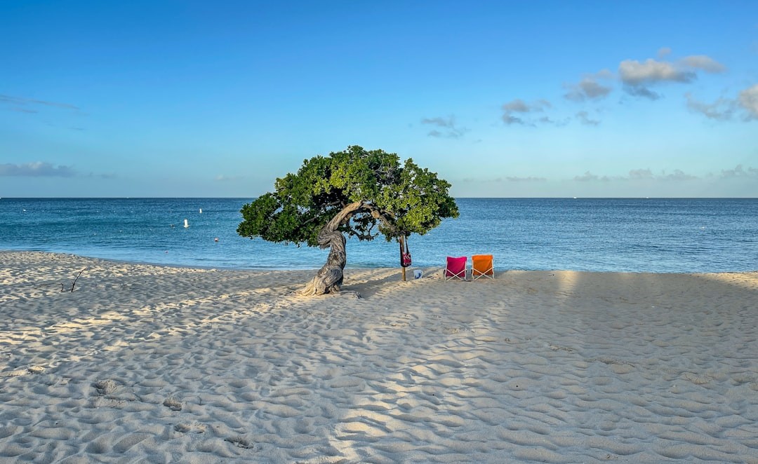 green tree on beach shore during daytime